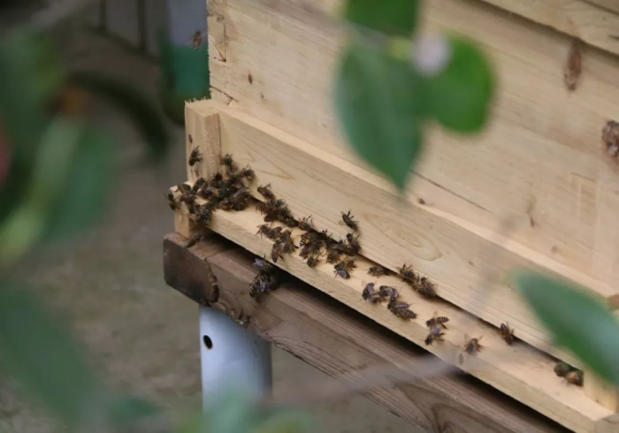 玩家测评“房卡扎金花总代理”详细房卡怎么购买教程 玩家测评“房卡扎金花总代理”详细房卡怎么购买教程