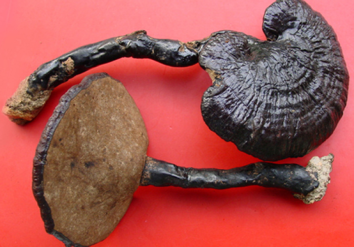 3分钟教程“灵芝国际怎么才能常赢”(太坑了果然有挂)