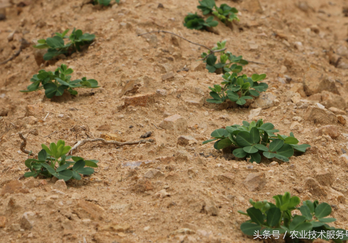 独 家 分 析 “ 微 乐 锄 大 地 开 挂 方 法 ” ( 曝 光 透 视 必 备 猫 腻 ) 独 家 分 析 “ 微 乐 锄 大 地 开 挂 方 法 ” ( 曝 光 透 视 必 备 猫 腻 )