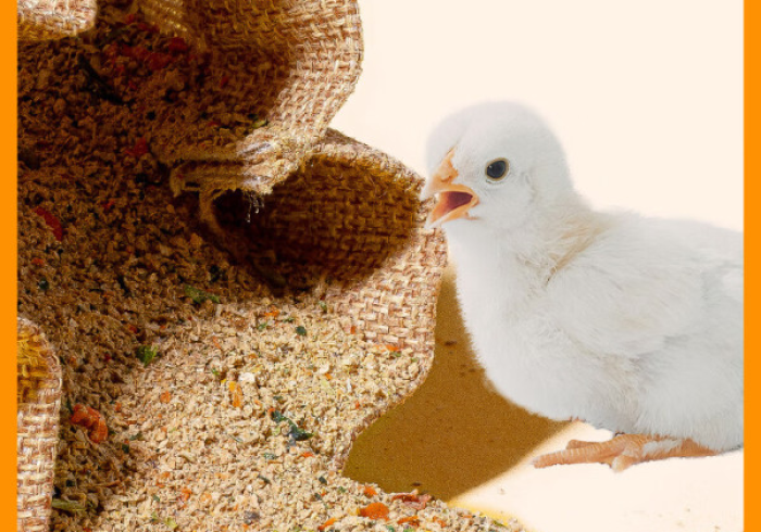 【 重 大 消 息 】 “ 葫 芦 娃 捉 鸡   有 什 么 办 法 一 直 赢 ” 详 细 外 挂 安 装 步 骤