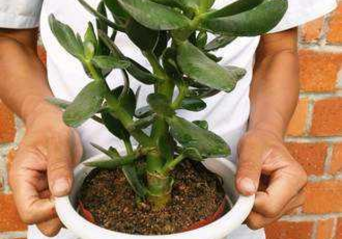 秒懂教程“牛魔王牛牛房卡”房卡链接获取