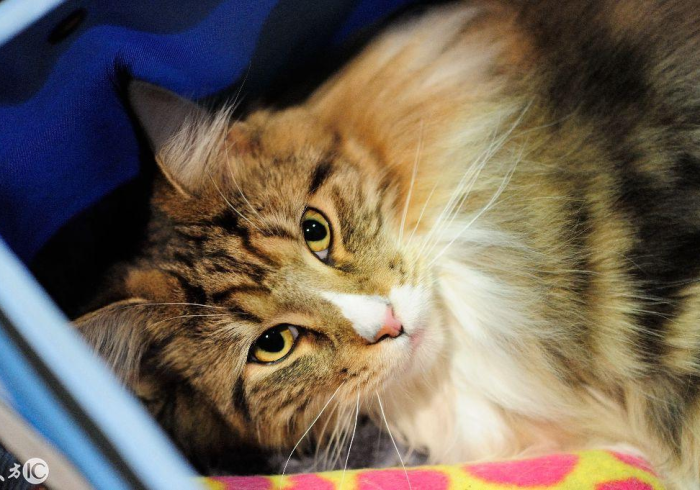 玩家必知“微信金花房卡哪里购买”房卡链接获取 玩家必知“微信金花房卡哪里购买”房卡链接获取