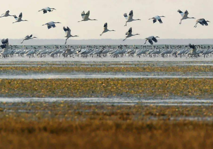 【第一攻略】“鄱阳鄱精哪里有卖挂[确实真的有挂]