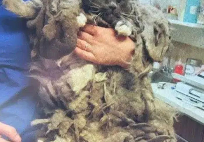 一分钟介绍使用“微信牛牛群房卡哪里买”房卡使用教程 一分钟介绍使用“微信牛牛群房卡哪里买”房卡使用教程