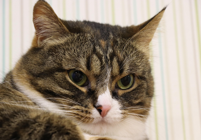 玩家测评“微信牛牛链接版有房卡”房卡链接获取