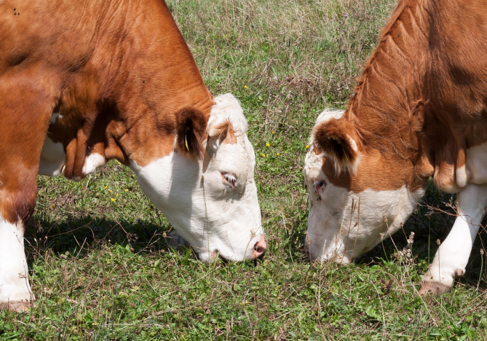 秒懂百科“新八戒牛牛房卡”轻松获取房卡全渠道 秒懂百科“新八戒牛牛房卡”轻松获取房卡全渠道