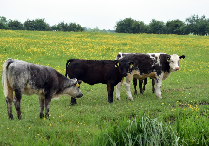 全攻略普及“微信牛牛群房卡怎么弄”房卡怎么购买