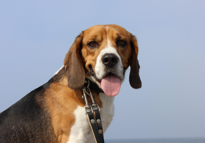 房卡必备教程“斗牛房卡找谁购买”购买房卡介绍 房卡必备教程“斗牛房卡找谁购买”购买房卡介绍