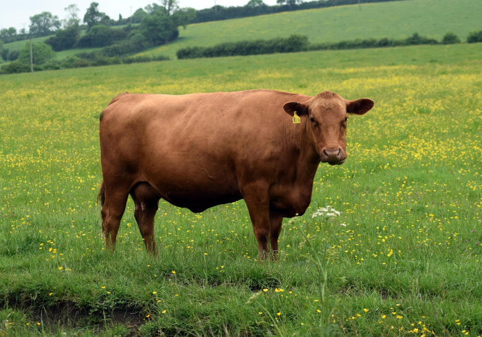 全攻略普及“微信牛牛群房卡”购买房卡介绍 全攻略普及“微信牛牛群房卡”购买房卡介绍