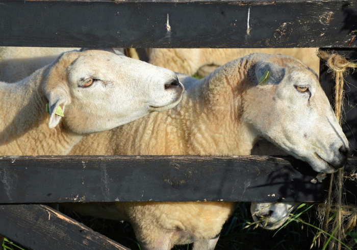 给大家讲解“微信牛牛群斗牛群”轻松获取房卡全渠道 给大家讲解“微信牛牛群斗牛群”轻松获取房卡全渠道