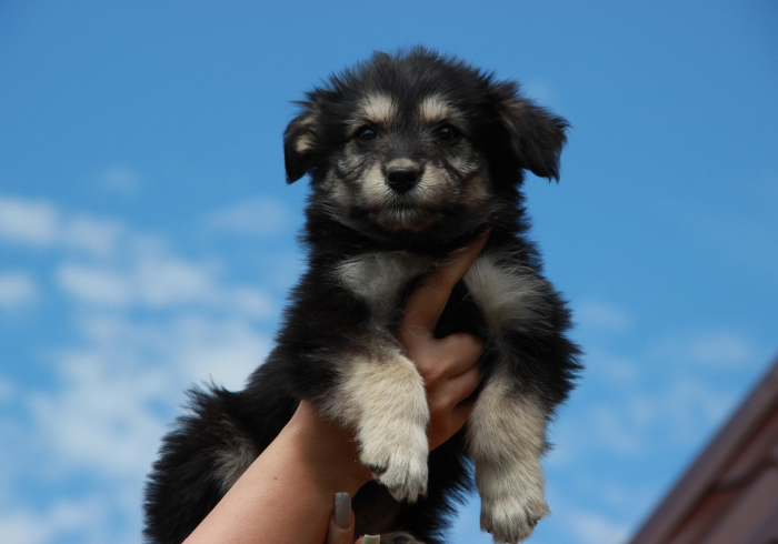 秒懂百科“乐酷大厅牛牛房卡”房卡怎么购买 秒懂百科“乐酷大厅牛牛房卡”房卡怎么购买