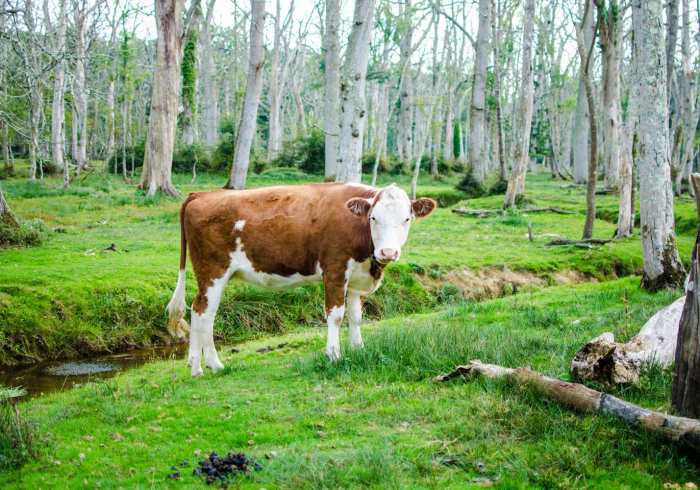 玩家测评“微信金花房卡哪里购买”详细房卡怎么购买教程