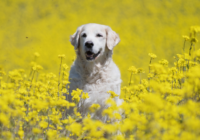 秒懂百科“斗牛房卡牛牛房卡”详细房卡使用教程 秒懂百科“斗牛房卡牛牛房卡”详细房卡使用教程