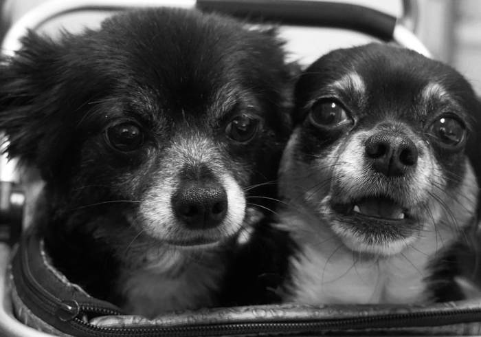 一分钟实测分享“蜜瓜大厅拼三张”详细房卡怎么购买教程 一分钟实测分享“蜜瓜大厅拼三张”详细房卡怎么购买教程