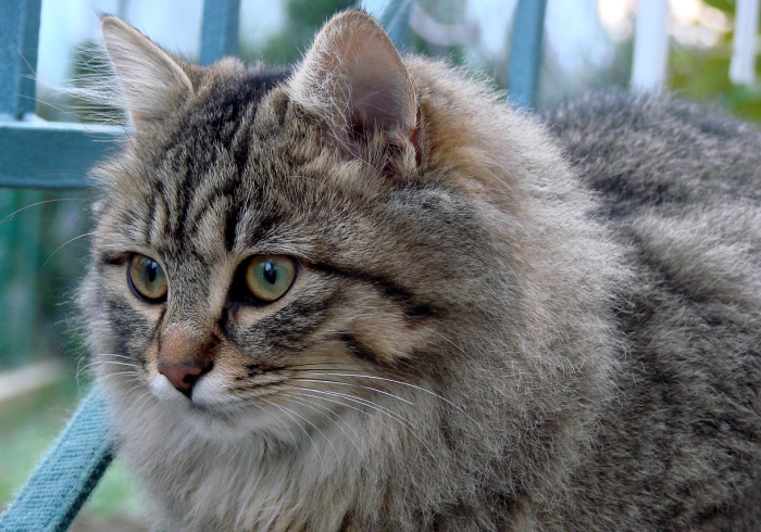 秒懂百科“正规斗牛房卡怎么买”房卡怎么购买